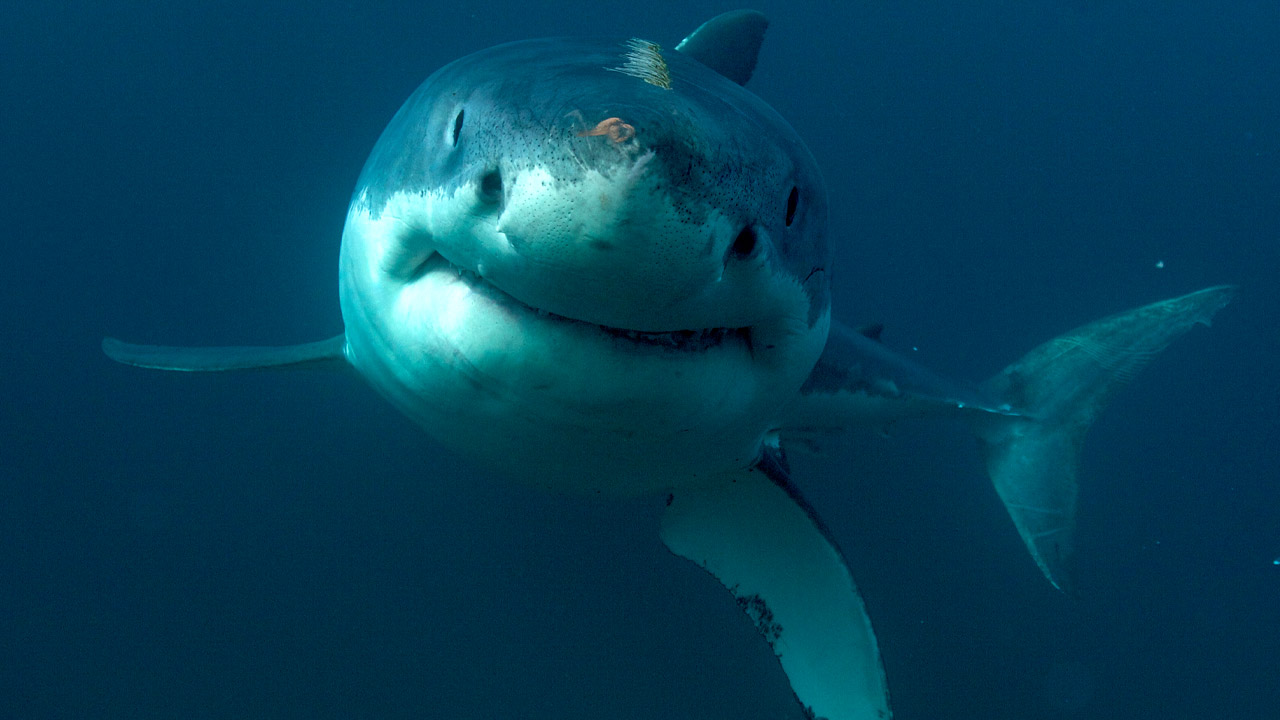 Shark control debate reignites after death of diver