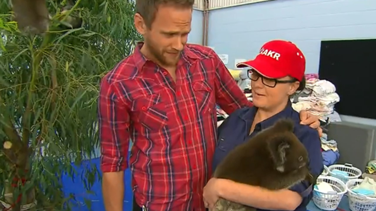Koala rescue volunteers in need of counselling after horror scenes