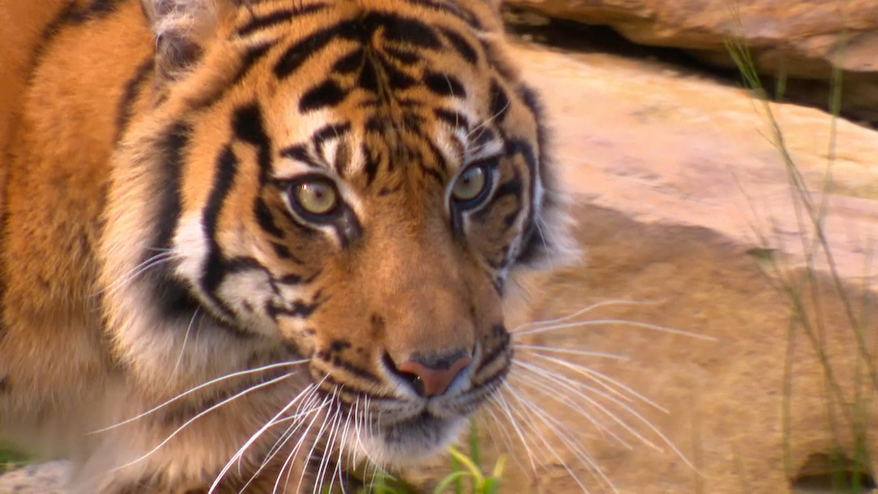 Melbourne Zoo