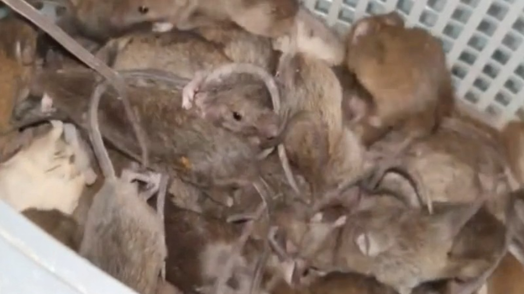 Locals across Australia say 'it's raining mice' as plague spreads