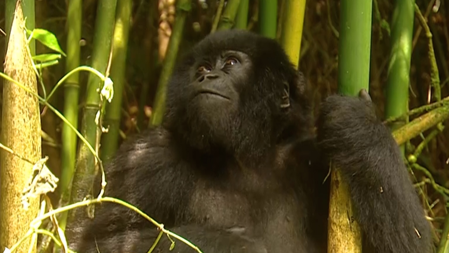 Getaway Rewind: Jules Lund gets close to the mountain gorillas of Rwanda
