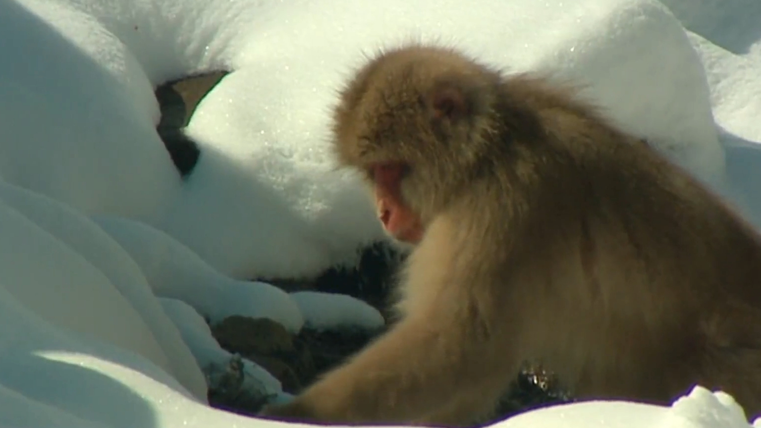 Getaway Rewind: David Reyne visits Snow Monkey Park