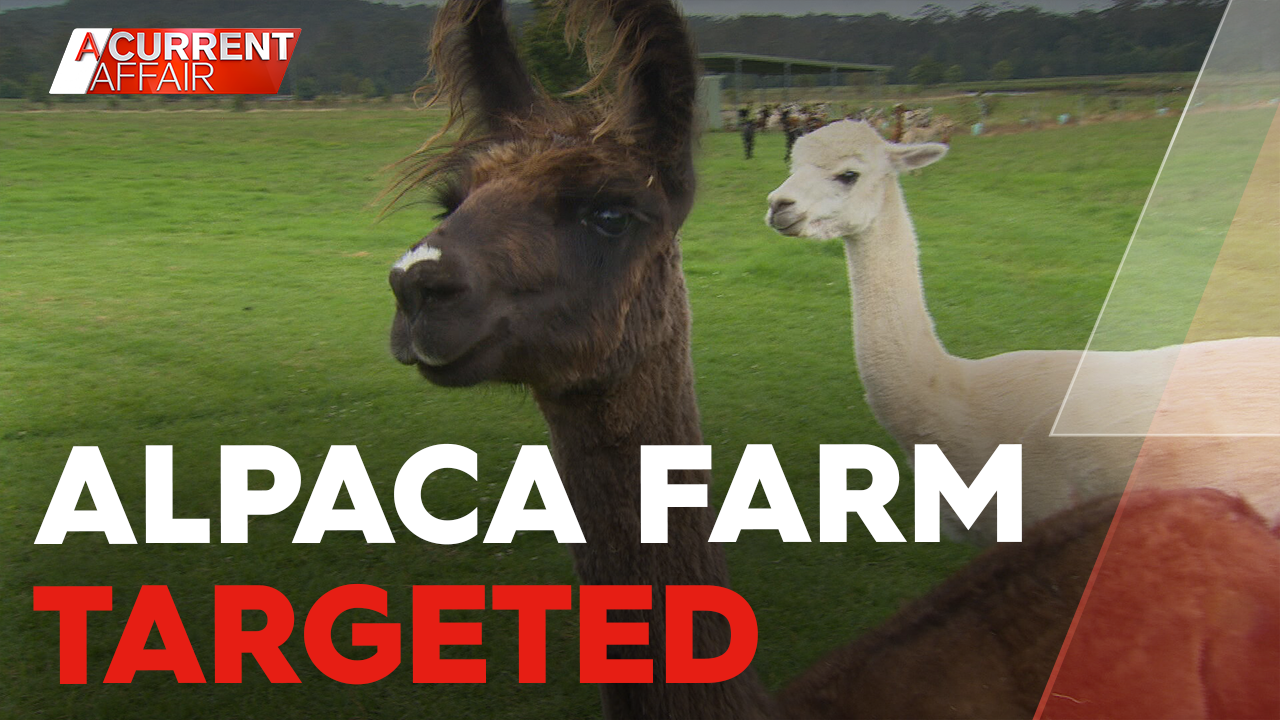Alpaca farm targeted by online trolls