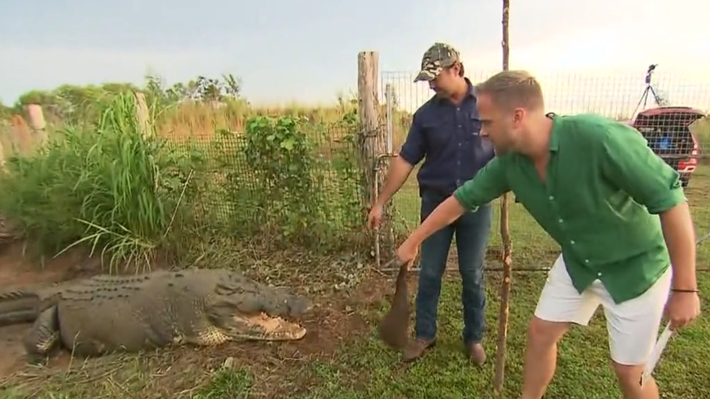 Today weather presenter feeds a crocodile live on air
