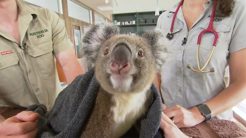 Desperate effort to save Australia's koalas