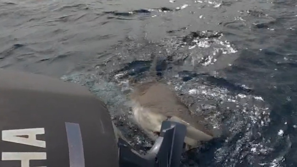Boys fishing trip interrupted by three metre shark