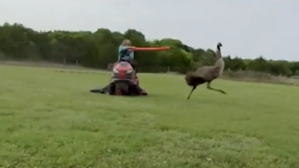 Texas man forced to fight emu with pool noodle when mowing