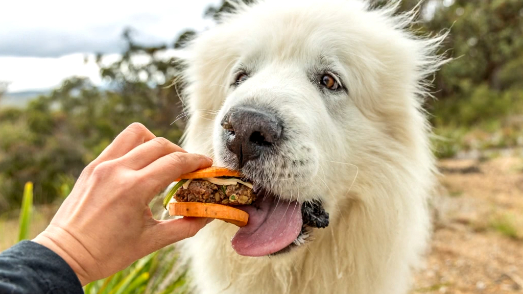 How to fancy up your dog's diet