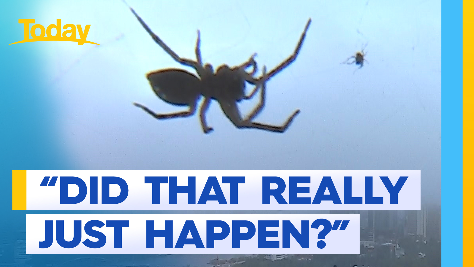 Spider startles Today hosts with surprise appearance during weather read
