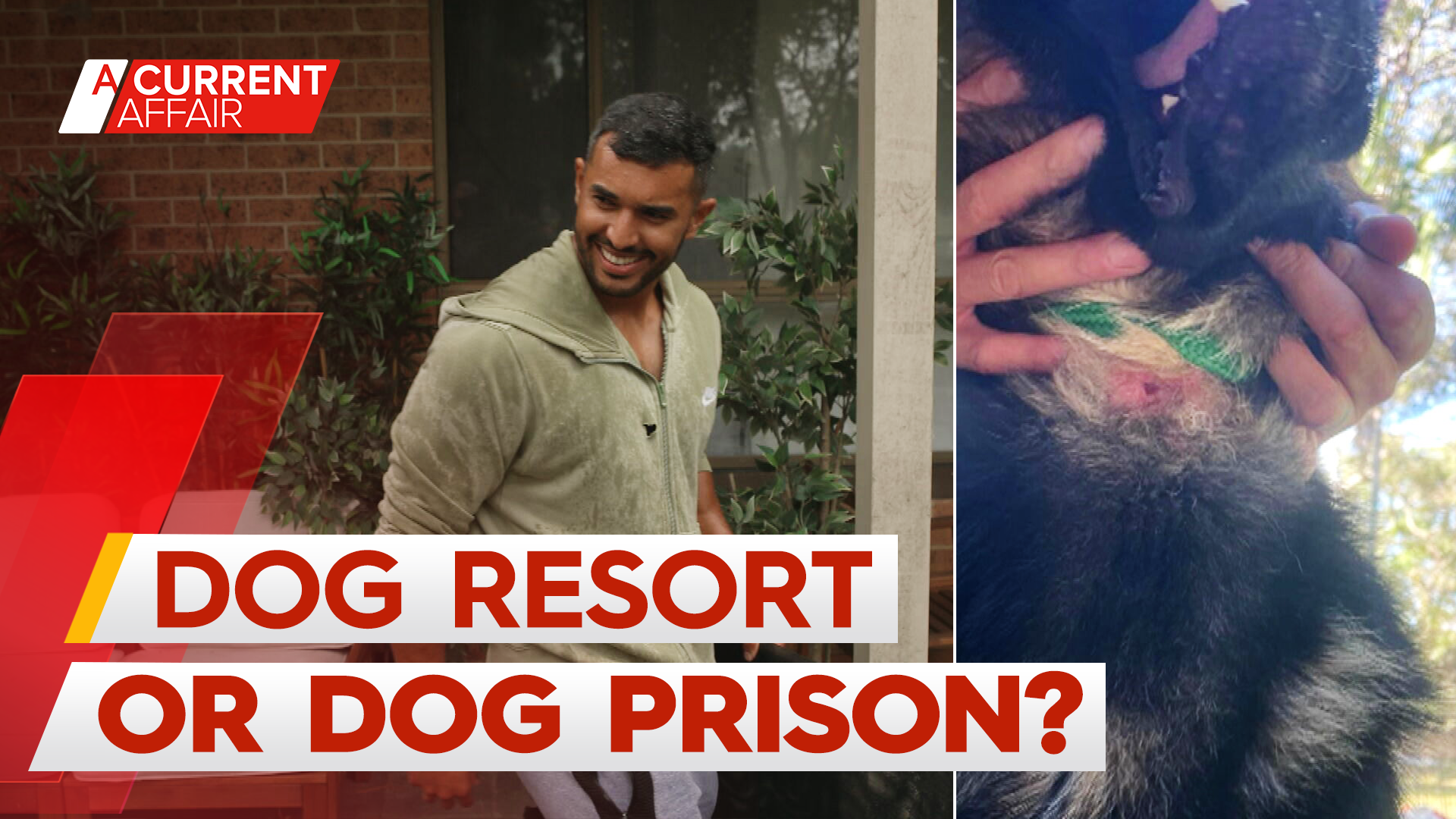 Shocking claims pooch paradise is more like a prison cell