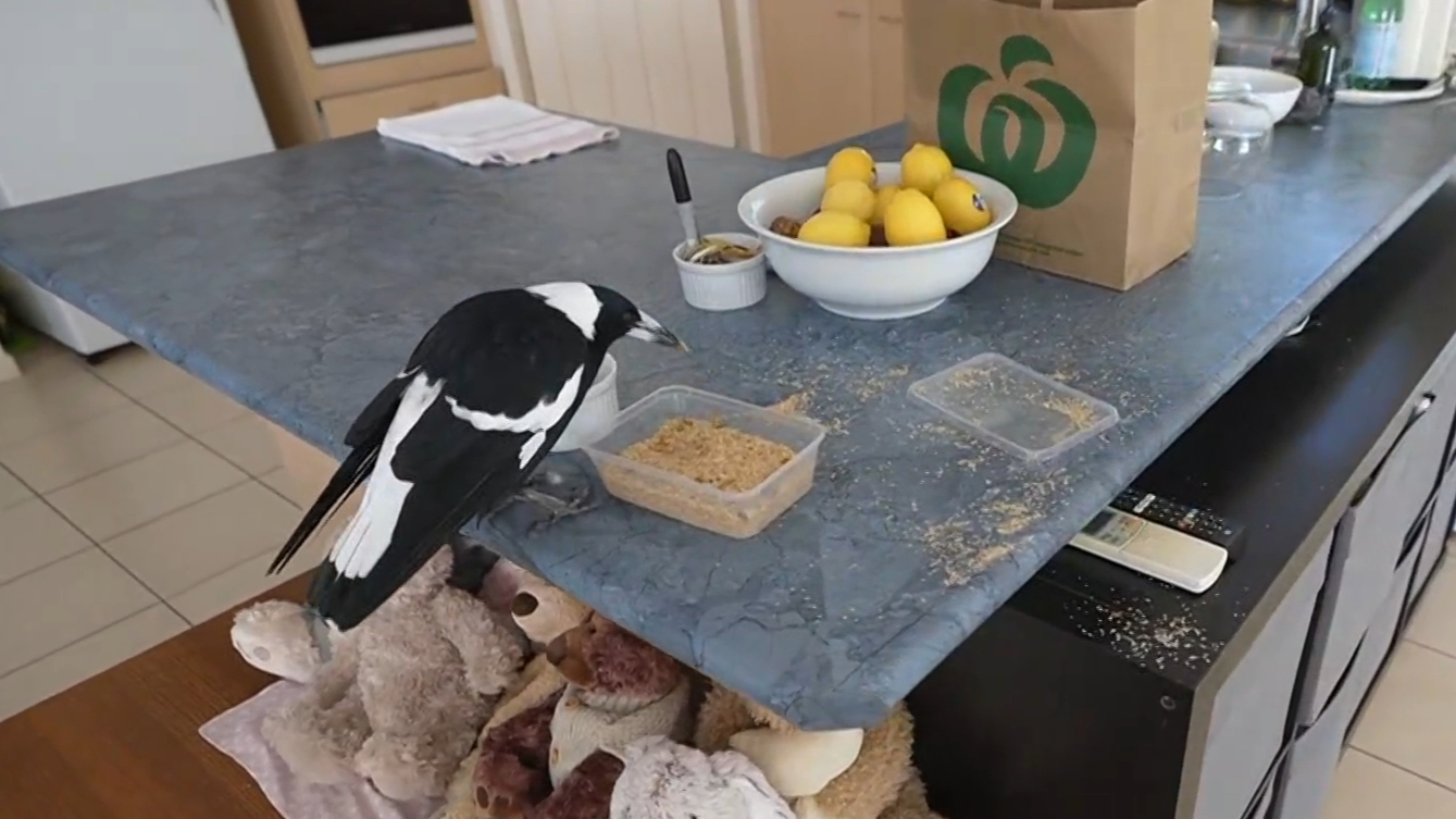 Molly the magpie loving life back with his family