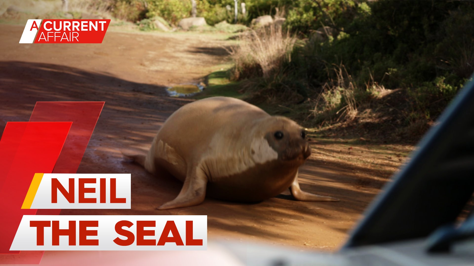 Conservationists relocate famous seal so fans don't 'love him to death'