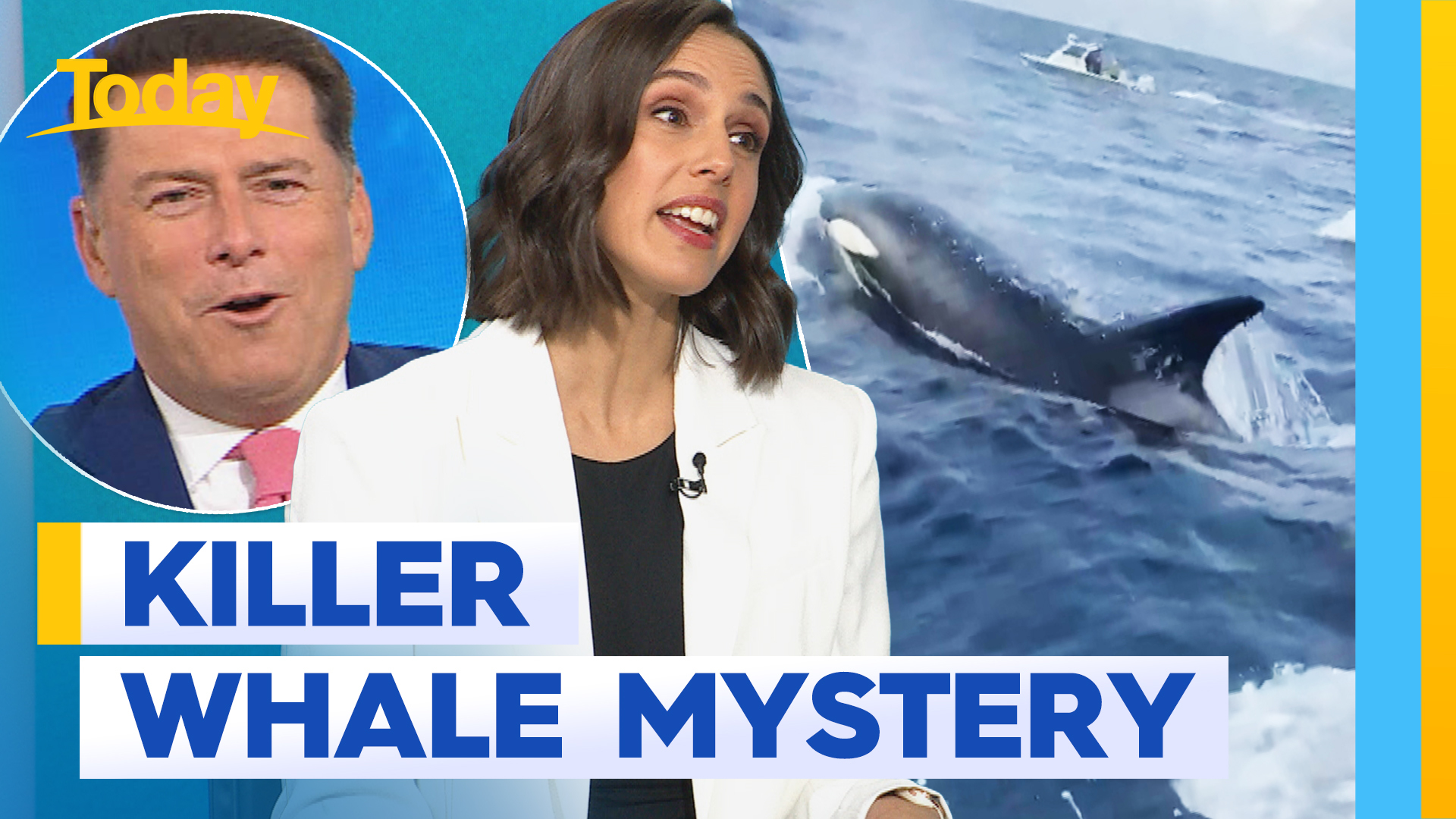 Why whales are really attacking boats around the world