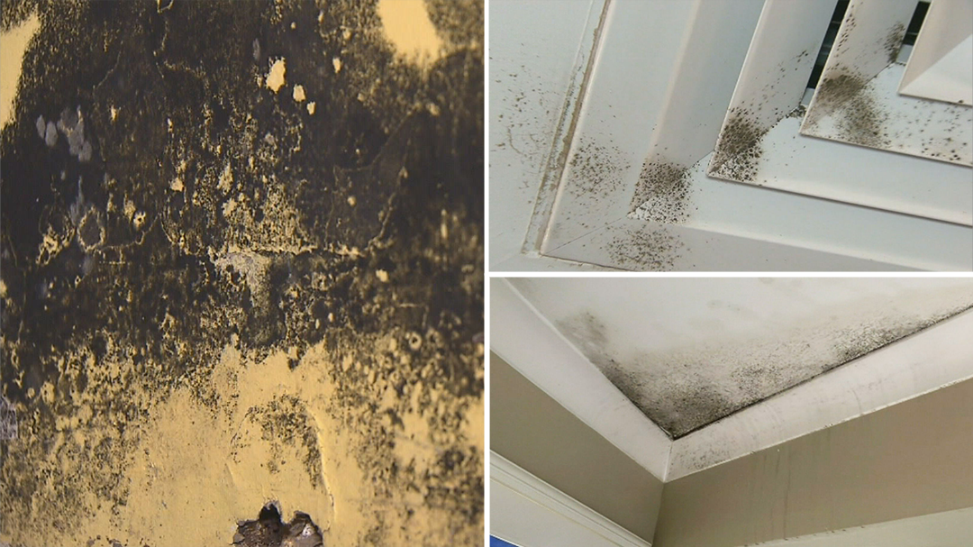 Toxic mould wreaking havoc in homes across Australia