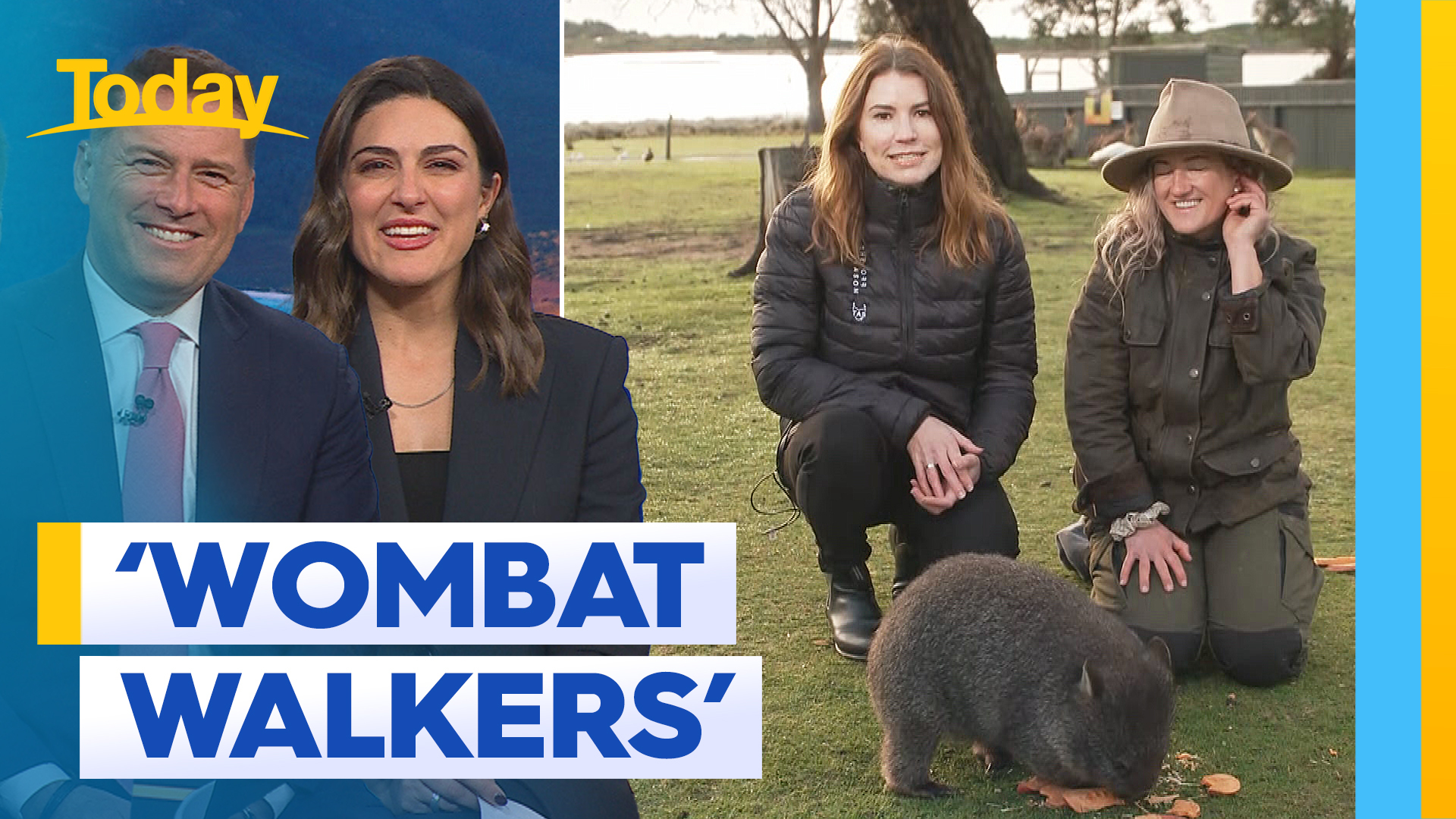 Tassie looking for professional 'wombat walkers'