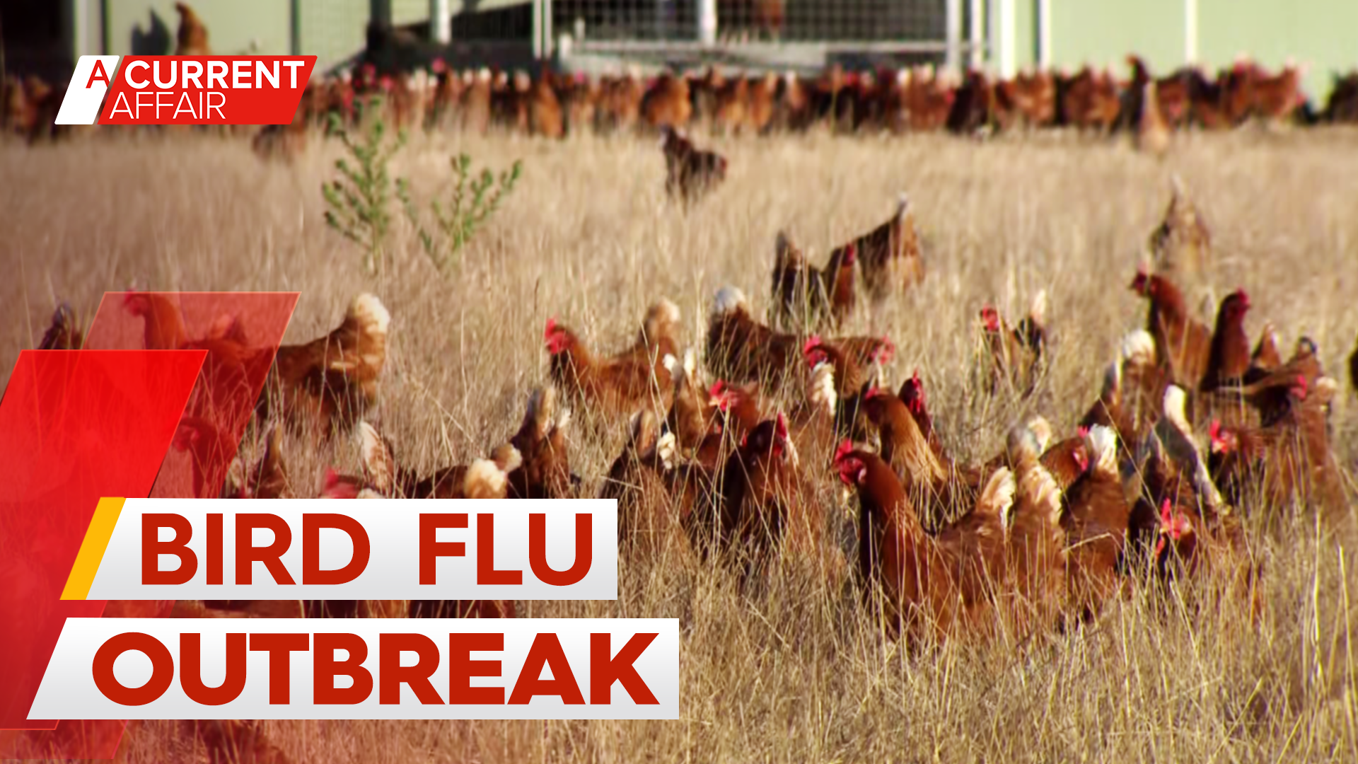 Experts unpack concerns as Australia's worst-ever bird flu outbreak continues
