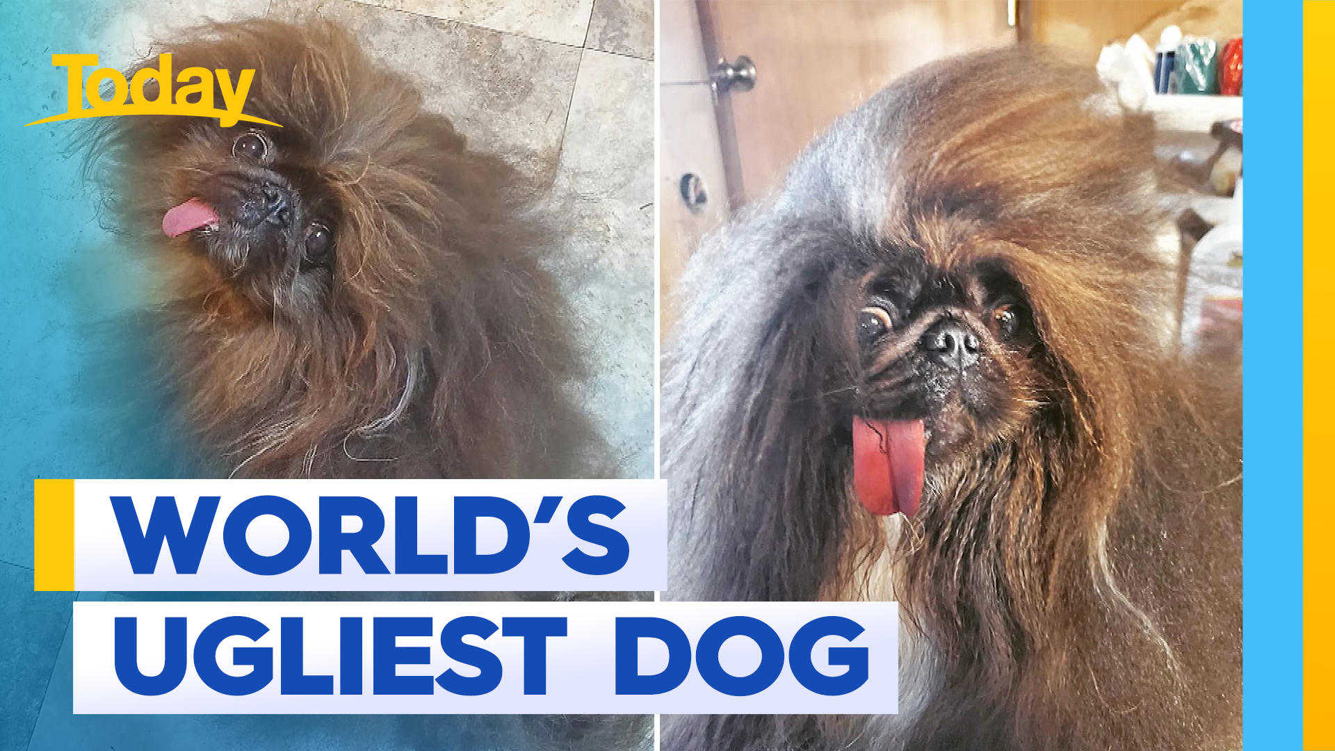 World's Ugliest Dog finally crowned after five attempts