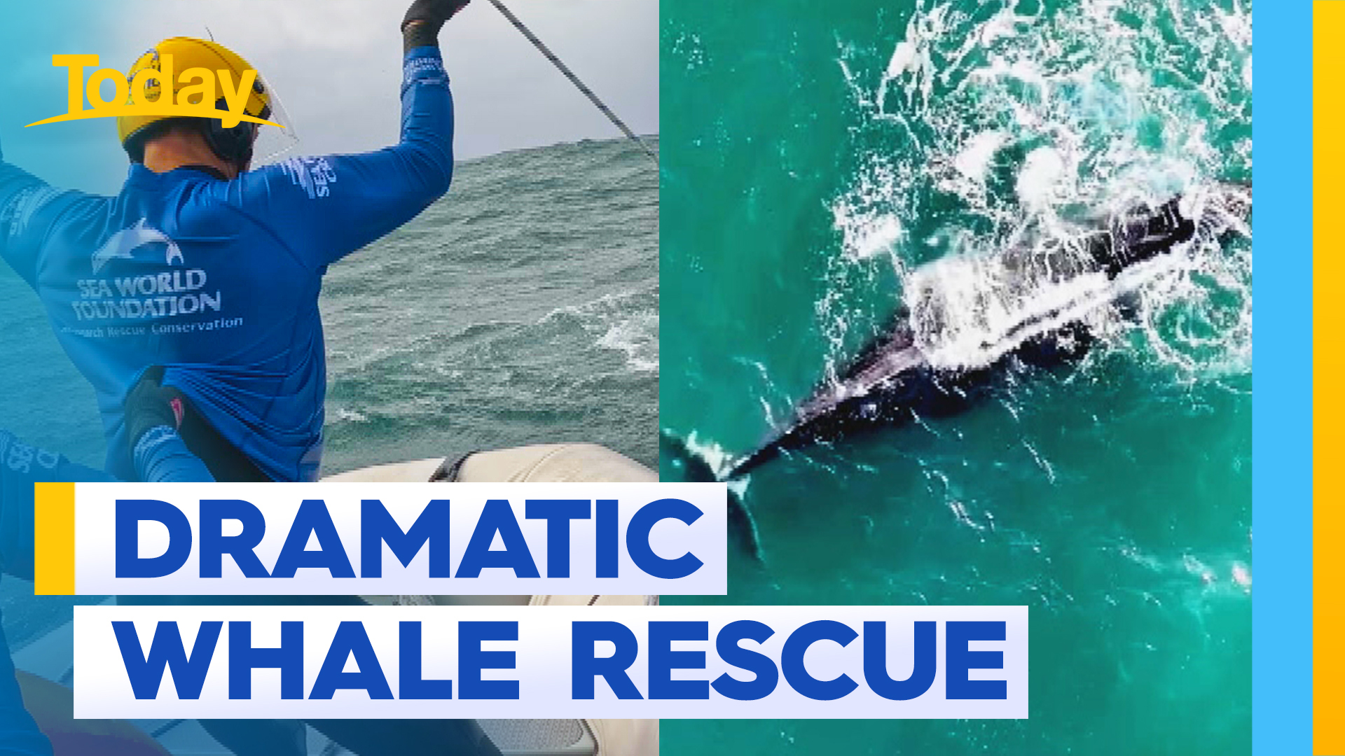 Sea World divers pull off dramatic rescue of young humpback whale