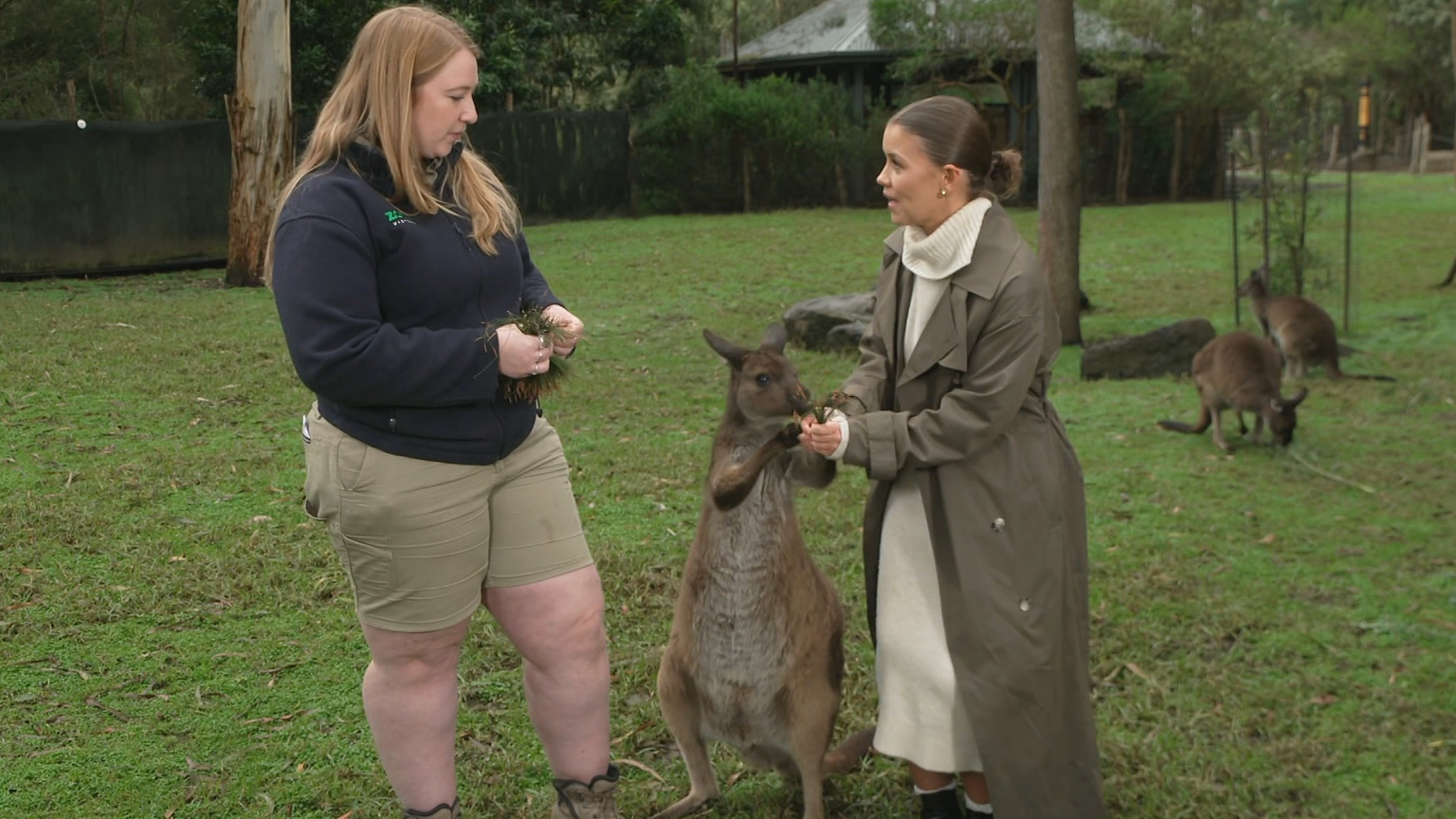 Healesville a dream for animal-lovers